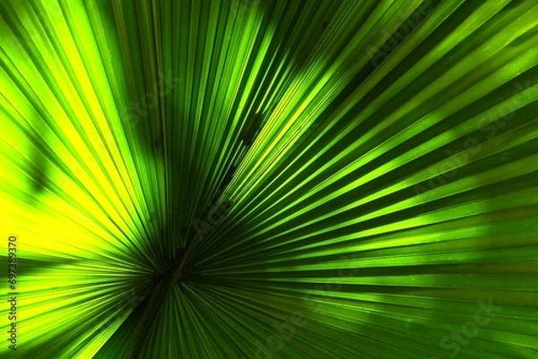 Obraz green palm leaf