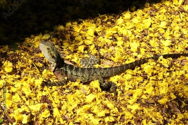 Obraz lizard on the ground