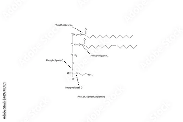 Fototapeta Diagram showing cleavage sites of phospholipases - PLA1, PLA2, PLC, PLD - molecular structure of Phosphatidylethanolamine  Scientific vector illustration.