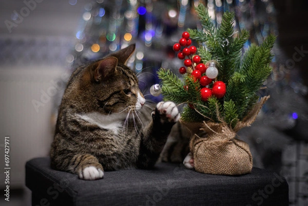 Obraz A wonderful cat is having a great Christmas