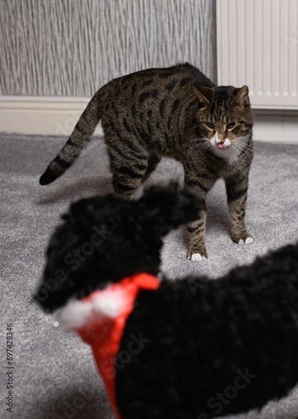 Obraz Cat playing with a little black fluffy dog