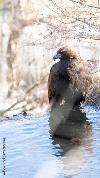 Fototapeta イヌワシ
