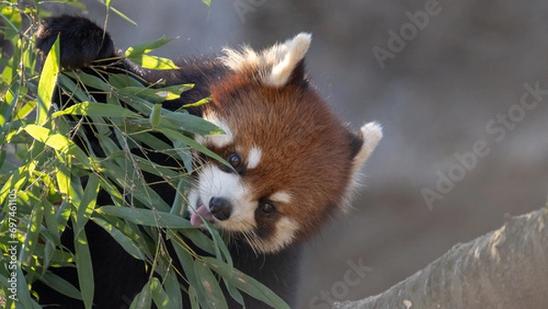 Fototapeta レッサーパンダ
