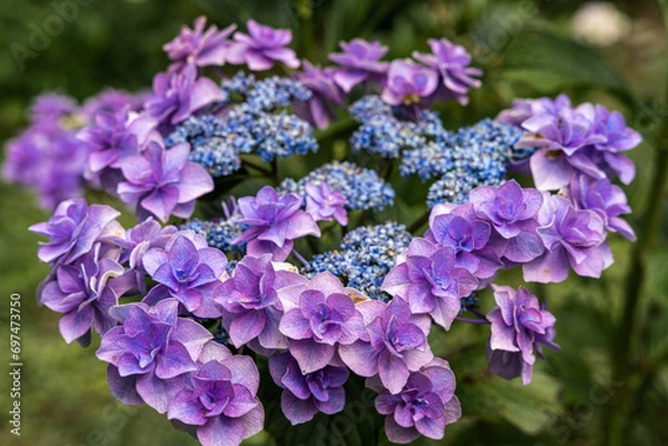 Fototapeta 福岡-【千光寺のあじさい】