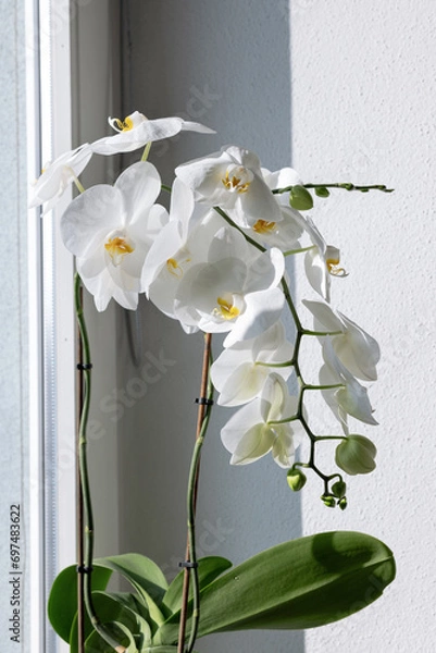 Obraz Two stems of the blooming white phalaenopsis orchid on the window, illuminated by the sun