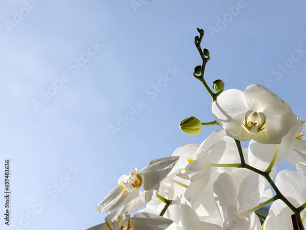 Obraz Flowers and buds of the white phalaenopsis orchid on a blue sky background. Postcard