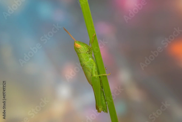 Fototapeta grasshopper on a branch