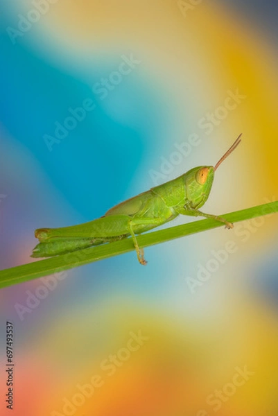 Fototapeta grasshopper on a branch