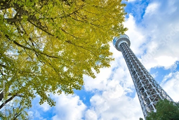 Obraz 横浜マリンタワーと黄葉したイチョウ2