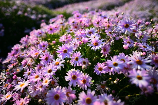 Fototapeta 香川県のフラーパーク浦島にて