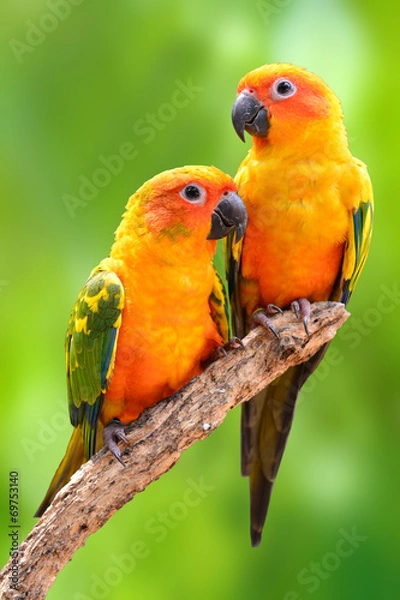 Fototapeta Sun Conure Parrot Bird