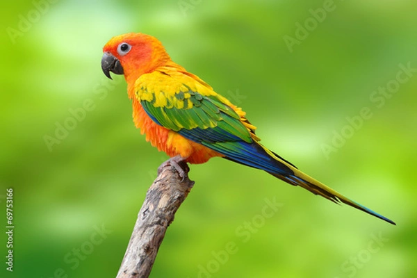 Obraz Papuga Sun Conure