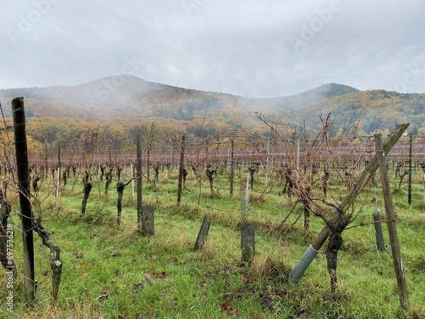 Obraz vineyard in region