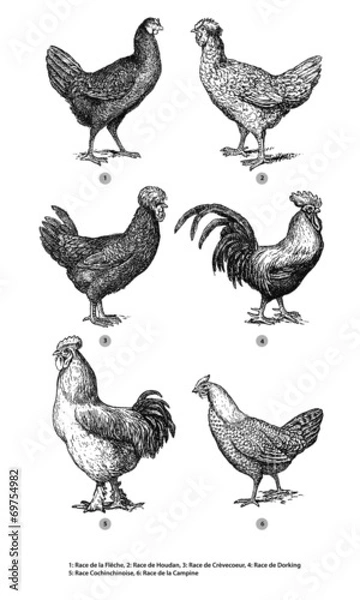 Obraz Coq et Poule