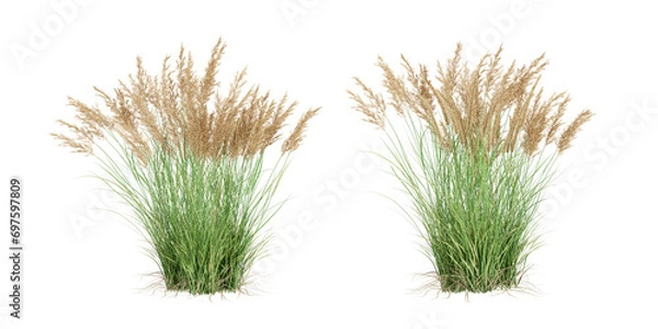 Fototapeta Calamagrostis canadensis isolated on white background