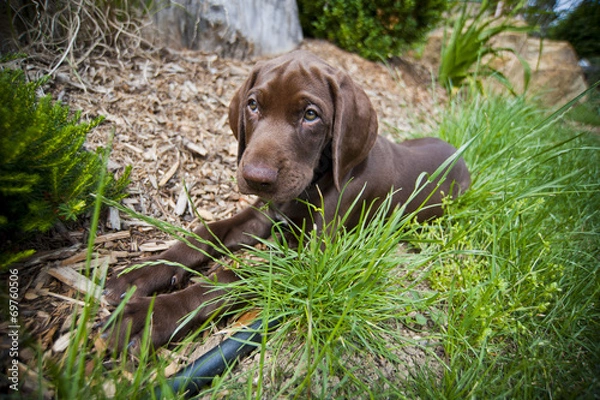 Fototapeta lying luppy