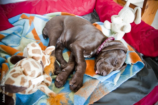 Fototapeta Sleeping puppy, german pointer