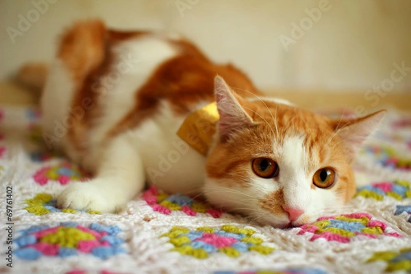 Obraz Cat indulges and closely monitoring the reaction