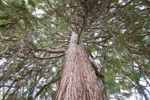 Fototapeta sequoia