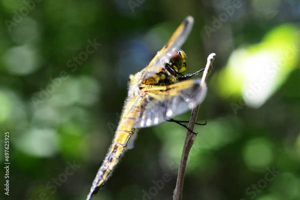 Obraz Dragonfly Nature Sky Macro Insects Forest