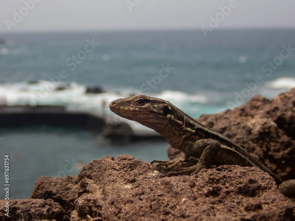 Obraz Amazing portrait of a lizard with the atlantic ocean in the background