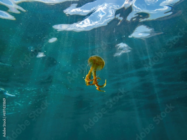 Fototapeta Cute Pelagia noctiluca swimming in the sea shore, small jellyfish with an ocean background