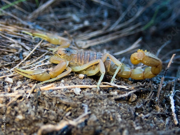 Fototapeta Side view of a cute yellow scorpion, Portrait of a Buthus occitanus