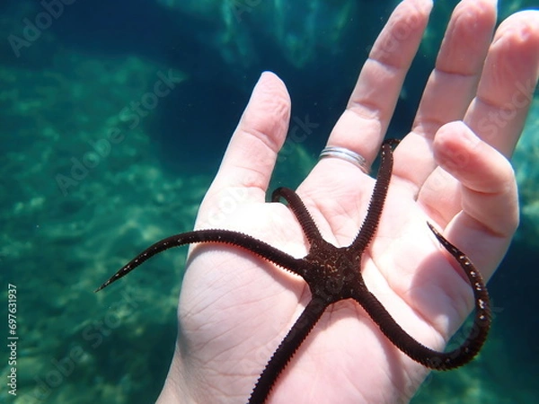 Obraz Big brown serpent star in a womens hand, close up view of the ophiura Ophioderma longicauda