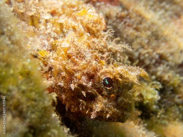 Fototapeta Macro photo of an Scorpora. Close up view of a  Scorpaena porcus