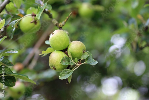 Fototapeta Apples on a tree in close up