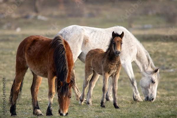 Obraz Wildpferdfamilie