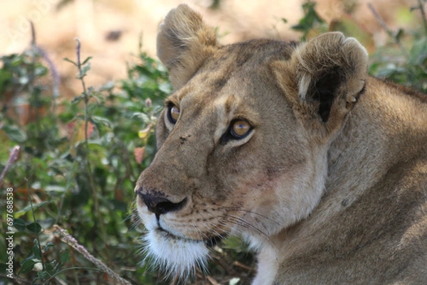 Obraz Regard de lionne