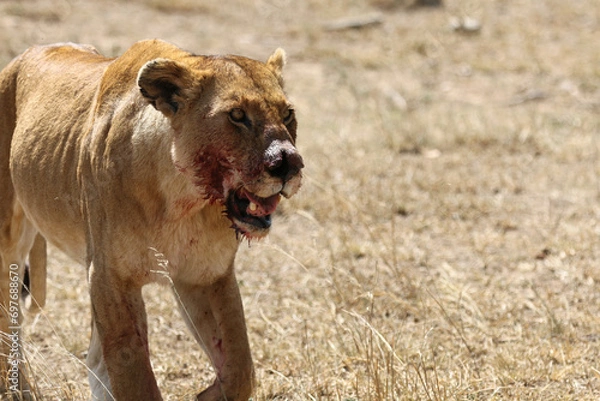 Obraz Lionne sanglante