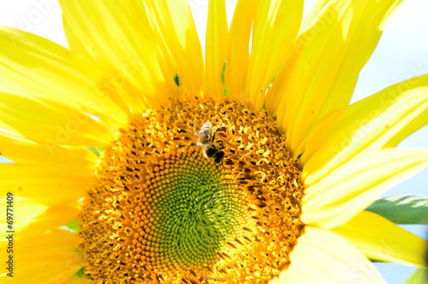 Obraz Biene auf einer Sonnenblume