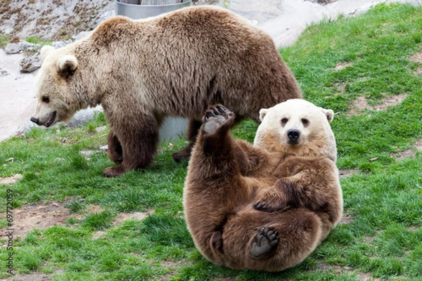 Fototapeta bear rolling on a grass