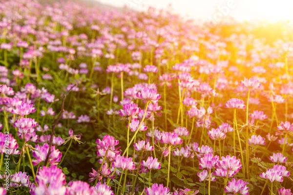 Obraz Chinese milk vetch
