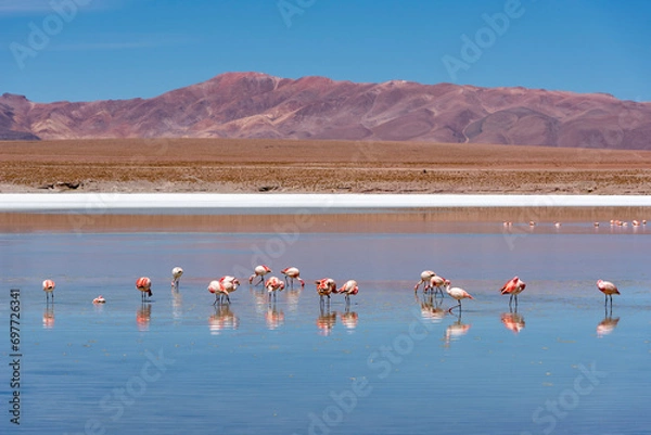 Obraz Flamingo