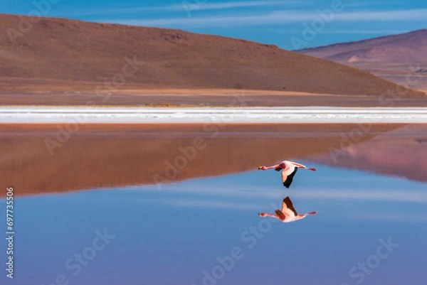Obraz Flamingo
