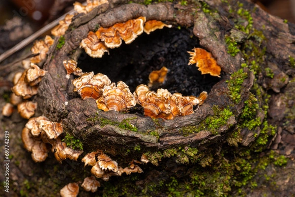 Obraz crowded parchment mushrooms
