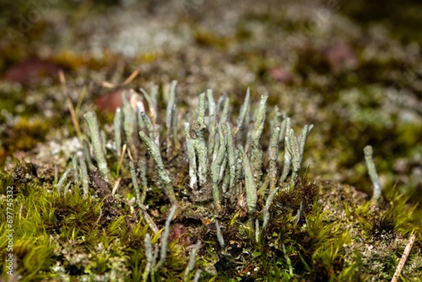 Obraz pixie cup lichens