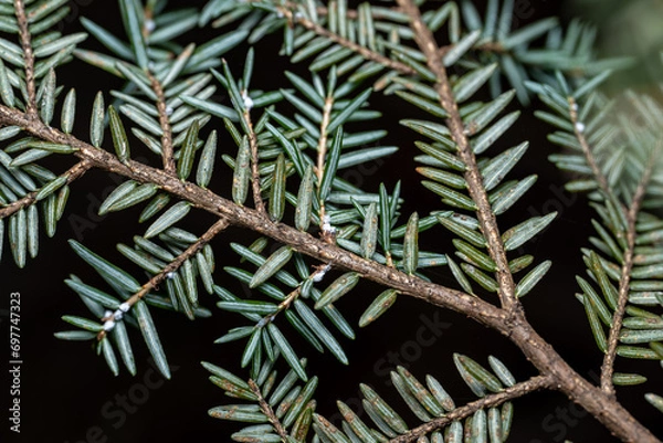 Obraz Eastern Hemlock
