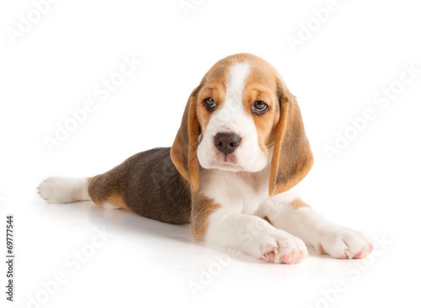 Obraz Cute Beagle Puppy