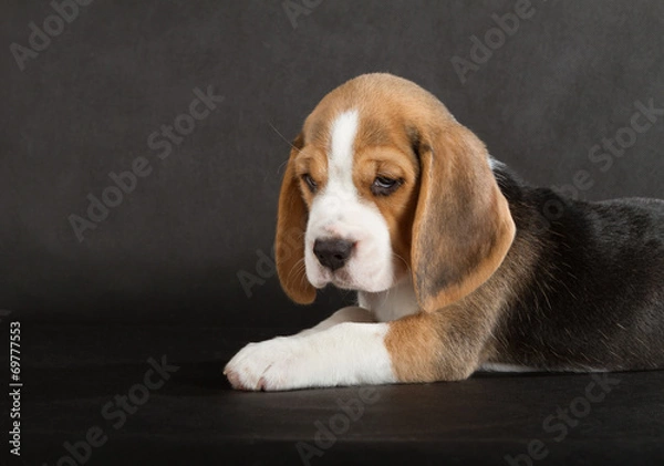 Obraz Cute Beagle Puppy