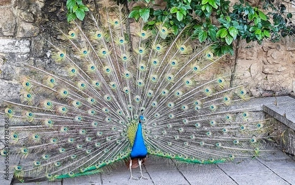 Obraz peacock with feathers out