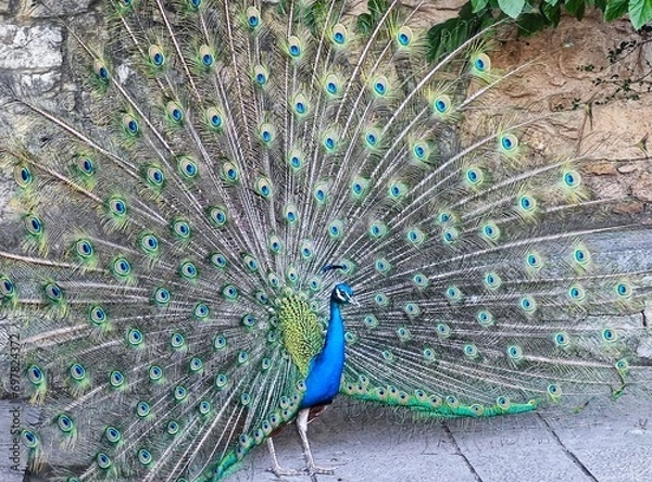 Obraz peacock with feathers