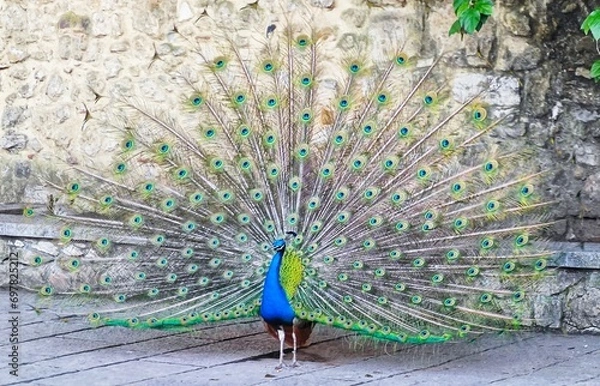 Obraz peacock with feathers out
