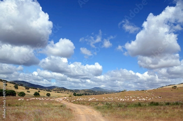 Obraz landscape with flock