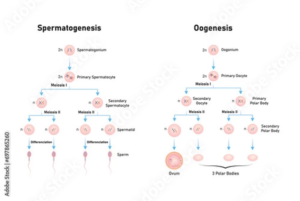 Obraz Spermatogenesis and Oogenesis Process Scientific Design. Vector Illustration.	