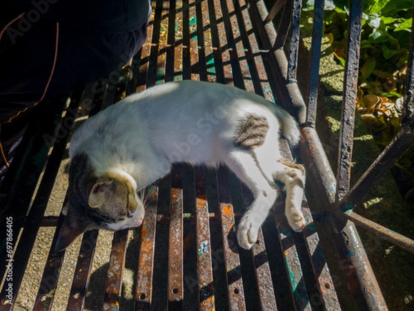 Fototapeta Sleeping Stray White Cat in the Bench
