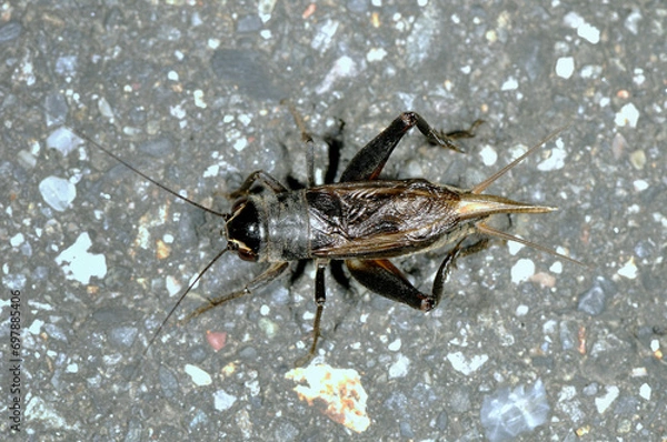 Obraz エンマコオロギ（長野県・松本市）
